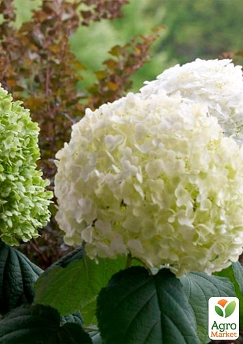 Гортензия древовидная крупноцветковая " Стронг Аннабель" (Hydrangea arborescens “Strong Annabelle”)
