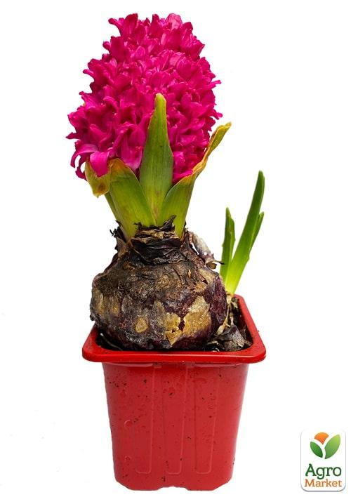 Гиацинт "En Melang" (Нидерланды) - фото 6