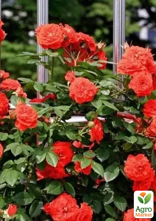 Роза плетистая "Maintower" в контейнере, высший сорт - фото 2