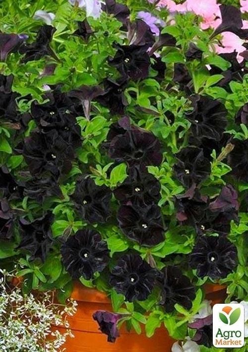 Сурфиния "Black Velvet" (контейнер № 10, высота 10-15 см) - фото 3