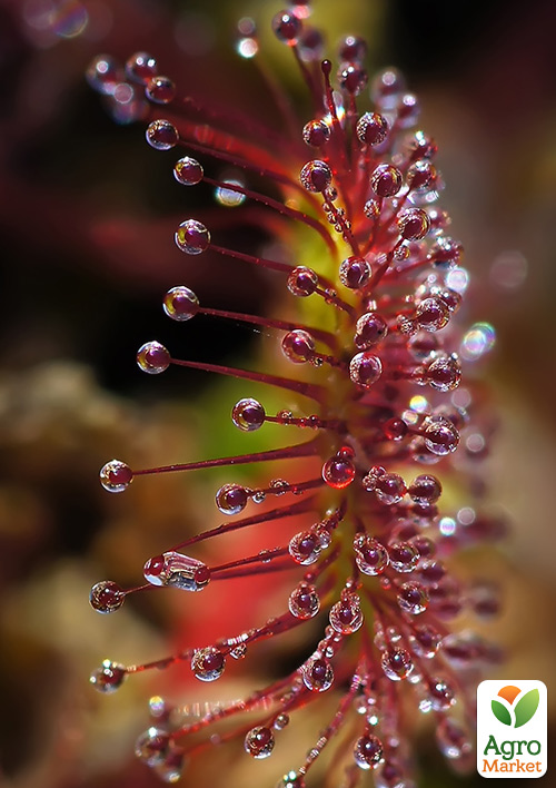 Росянка ( Drosera) - фото 5