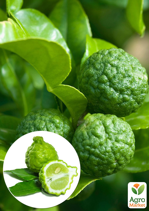 LMTD Каффир-Лайм (саженец 2 года)