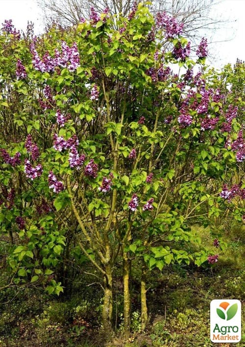 Сирень инвитро "Katherine Havemeyer" вазон С2 - фото 6