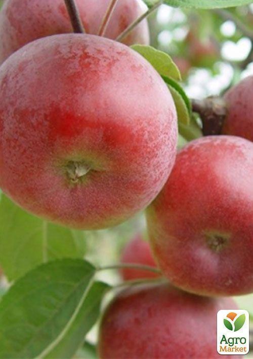 Яблоня "Орнамент"