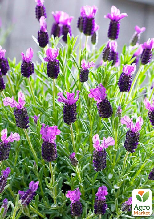 Лаванда французская широколистная "Dark Royalty"  - фото 5
