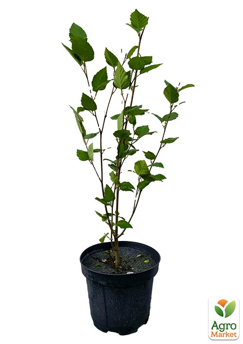 Береза корисна "Jacquemontii" висота 70-80см - фото 6