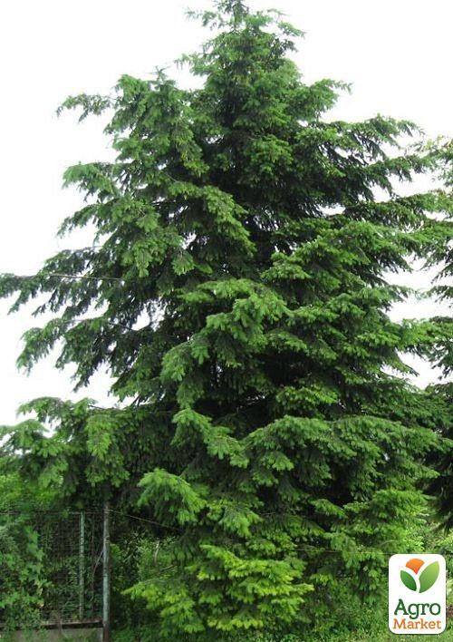 Псевдотсуга "Мензиса" (Menziesii) горшок P9 - фото 4