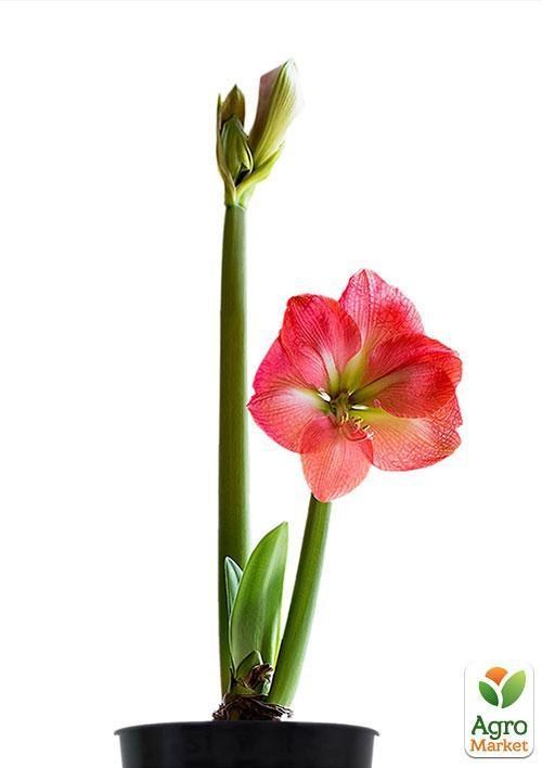 Гіппеаструм "Hippeastrum" дм 12 см вис. 25 см