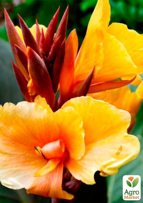 Канна "Louis Cottin" 1шт в упаковке - фото 2