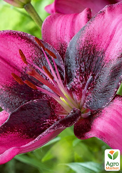 Лилия "Purple Dream"  - фото 4