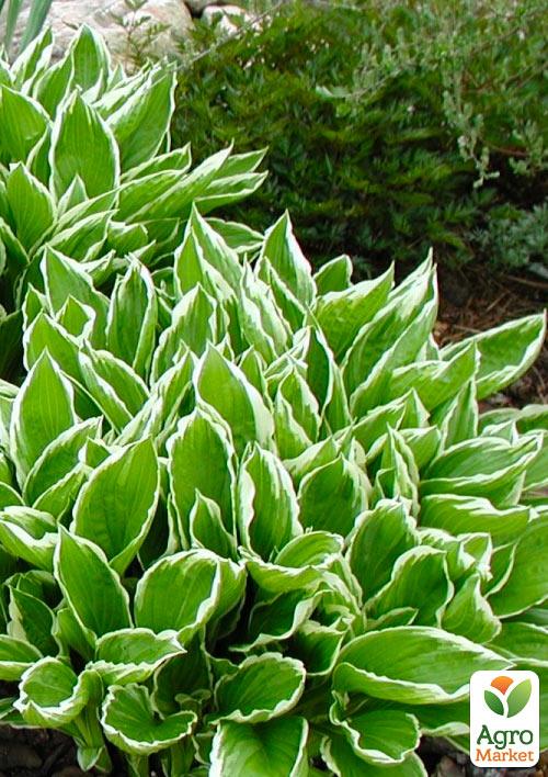 Хоста "Undulata Albomarginata"  - фото 3