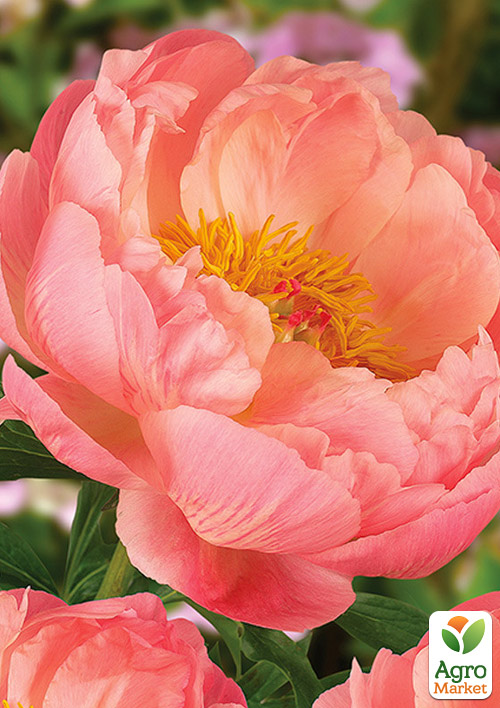 Пион травянистый "Coral Supreme" 