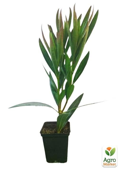 Олеандр махровый "Oasis" (вечнозеленый, душистый кустарник) - фото 2