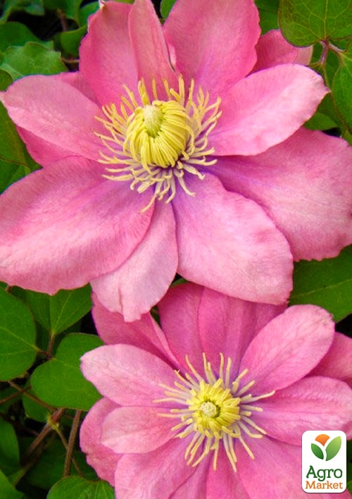 Ексклюзив! Клематис "Ніколетта" (Nicoletta) (великоквітковий сорт)