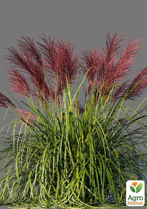 Мискантус "Rotsilber" (вазон Ø17)