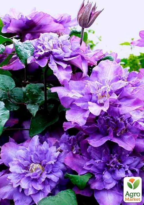 Клематис 3-х річний "Vyvyan Pennel" С2 - фото 2