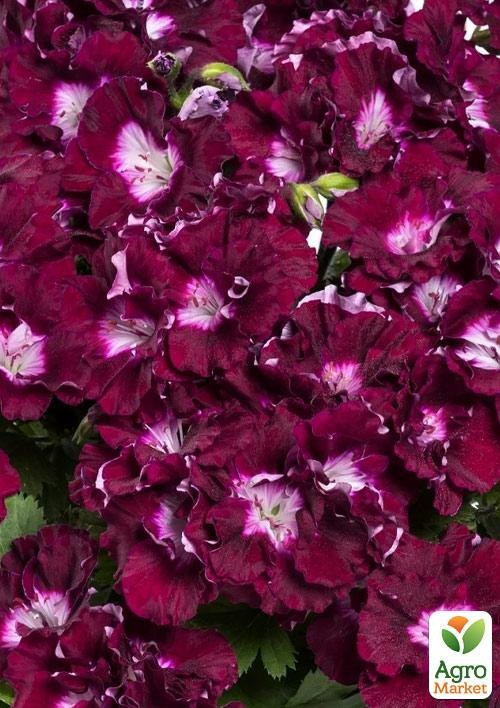 Пеларгония Королевская Bermuda "Merlot"