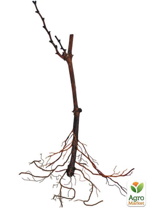 Эксклюзив! Виноград "Байконур" - фото 4