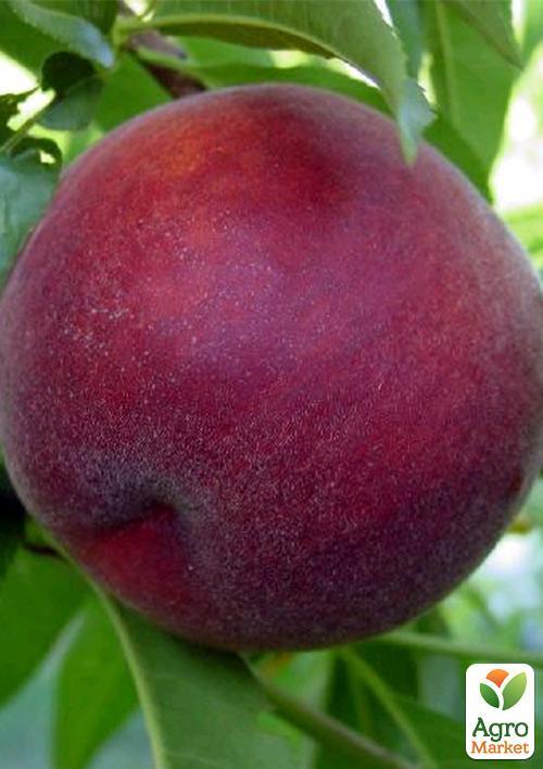 Персик "Рич Мей" - фото 4