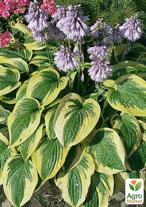 Хоста гибридная "Wide Brim", С3 - фото 2