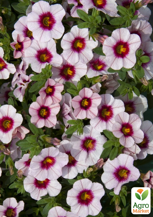 Калибрахоа Uno "Pink Purple Splash" (контейнер №10, высота 10-15см)
