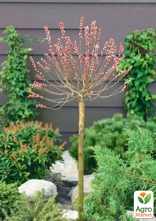 Ива на штамбе "Mount Aso" (высота 1,2-1,8м)