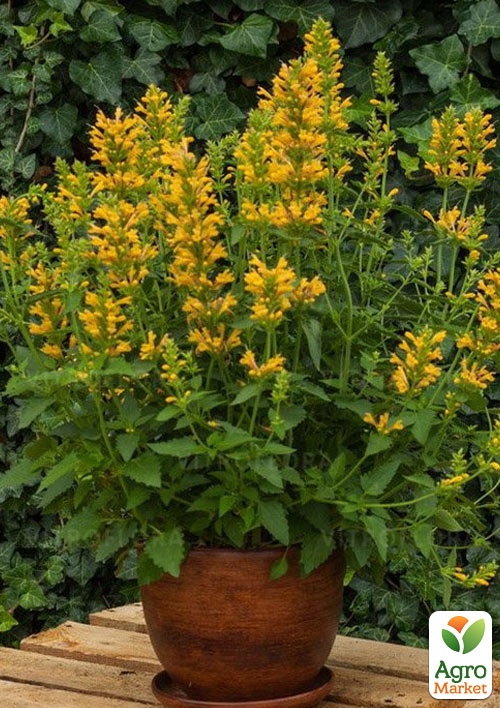 Агастахис "Kudos Yellow" (лофант многолетний, цветет до заморозков)