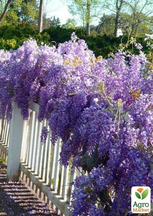 Глициния сиреневая “Модный дом” - фото 7