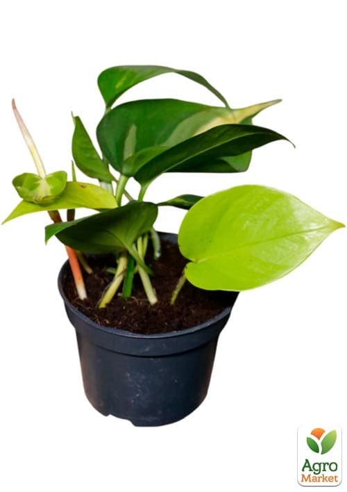 Эпипремнум "Pinnatum" 20-30см - фото 5