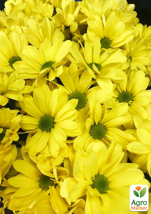 Хризантема мультифлора куляста "Flora Jaune" 
