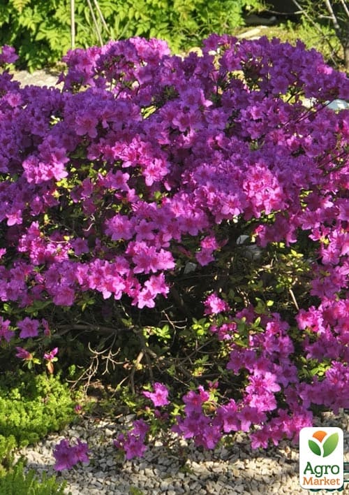 Азалія японська "Konigstein" (Кенігштайн) - фото 5