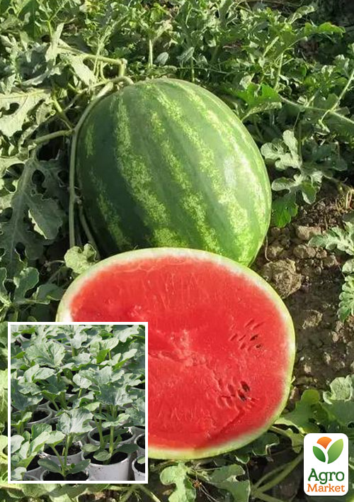 Рассада Арбуз «Талисман F1» (фермерское взращивание), 1шт в упаковке