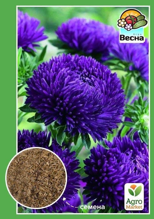 Астра "Камелот синий" ТМ "Весна" 0.2г