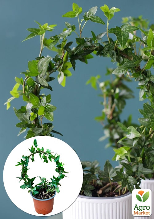 Плющ кімнатний "Shamrock" (арка)