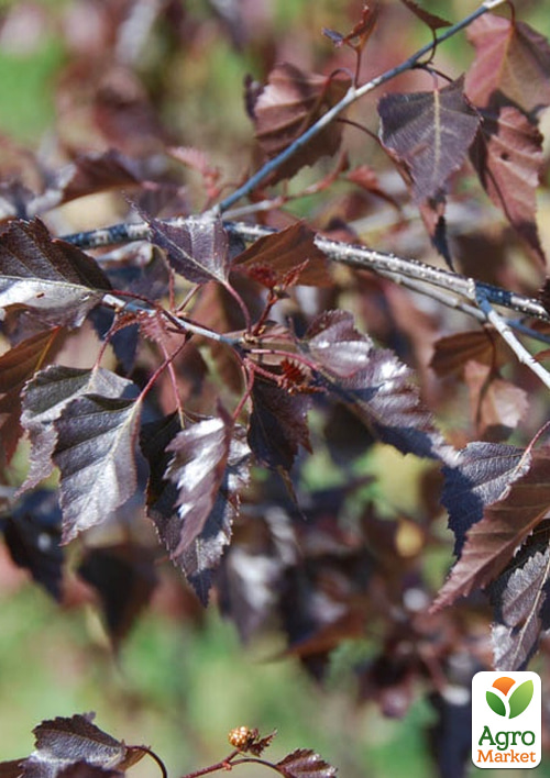Береза повислая "Royal Frost" С4 высота 60-100см - фото 3