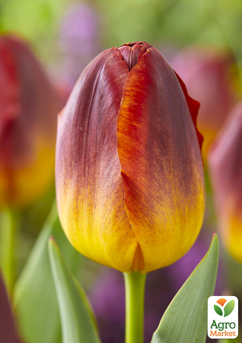 Тюльпан "Amberglow"