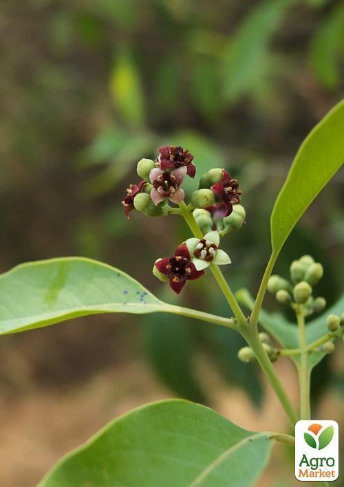 Сандал Индийский "Santalum Album" (ароматический, озонирующий воздух) - фото 3