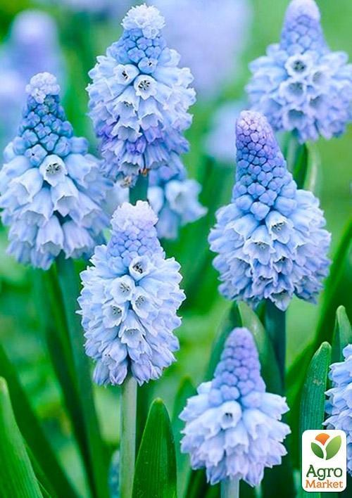 Мускари "Ocean Magic"