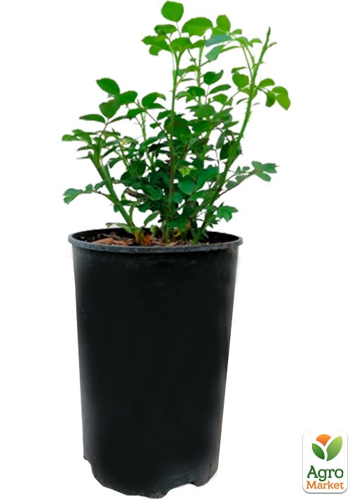 Роза в контейнере плетистая "Handel" (саженец класса АА+) - фото 2