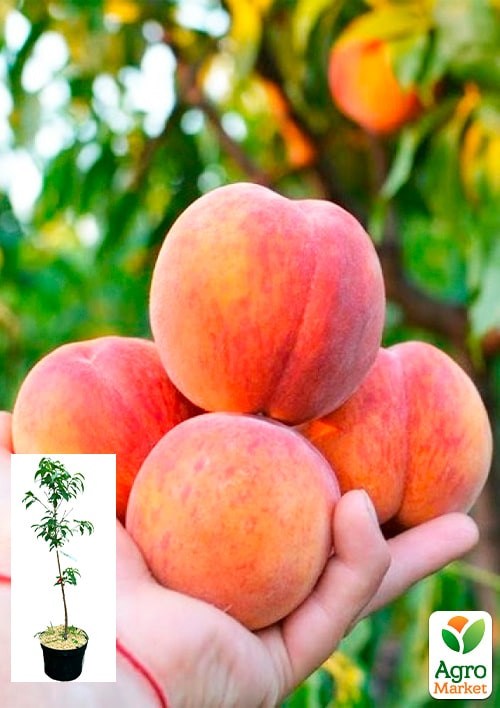 Персик "Харбингер" укорененный в контейнере (саженец 2 года)