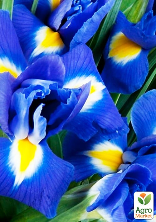 Ірис голландський "Hollandica Blue Magic 1002" 5шт в упаковці - фото 2