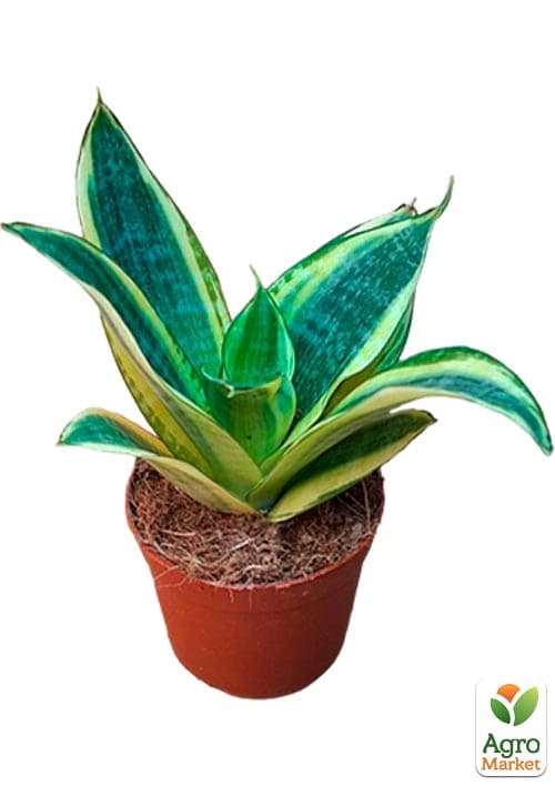 LMTD Сансевиерия "Golden Hahnii" высота растения 15-25см - фото 7