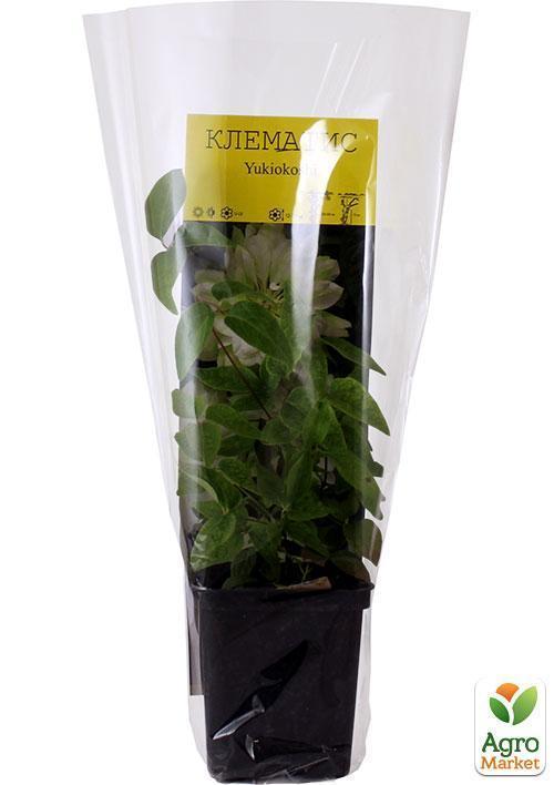 Клематис "Yukiokoshi" (повторноквітучий сорт) - фото 5