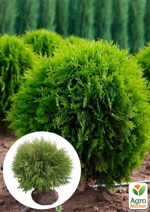 Туя западная "Globosa" (ком/сетка) диаметр 100-120 см