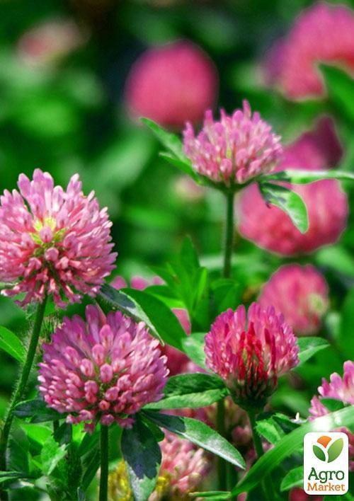 Конюшина "Рубінова галявина" (Зіпер) ТМ "Весна" 15г  - фото 3