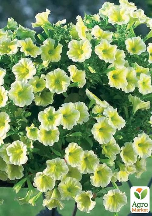 Сурфінія "Famous Yellow"