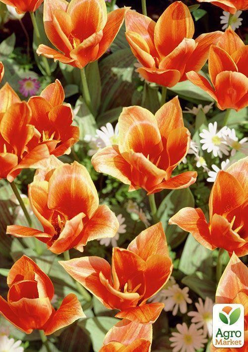 Тюльпан "Shakespeare" 1шт в упаковке