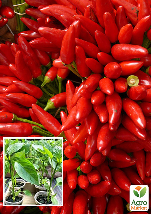 Рассада Перец острый «Кайен» (фермерское взращивание), 1шт в упаковке