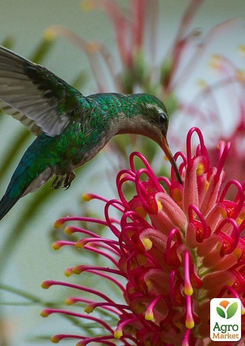 Гревиллея "Бенкс Форстер" ТМ "Vesna Exclusive" 2шт - фото 2