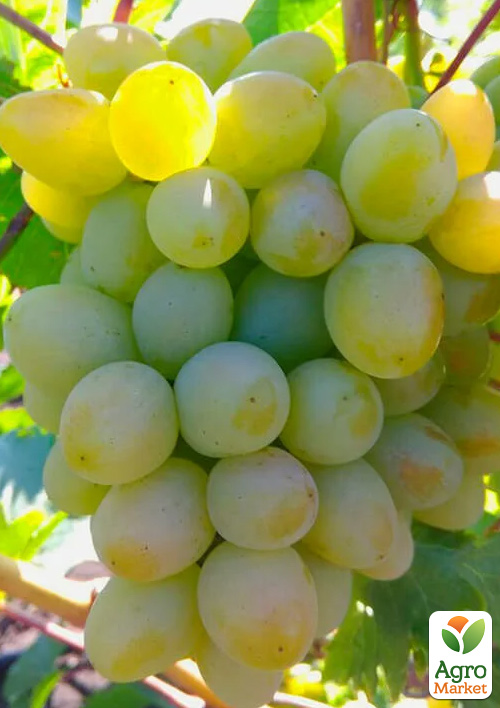 Виноград десертний "Януся" (солодкий гармонійний)
